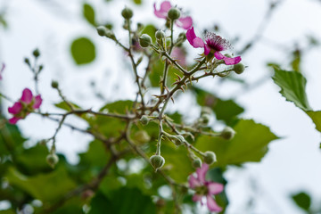 Blossoming branch of a BlackBerry (bramble). Black Berry branch with flowers on a natural background. Bees pollinating flowers.