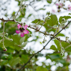 Blossoming branch of a BlackBerry (bramble. Black Berry branch with flowers on a natural background. Bees pollinating flowers.