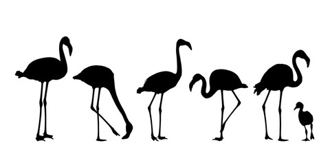 Set of realistic water bird silhouettes of flamingo, isolated on white background - vector