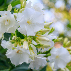 Flowers of oleander ((лат. Nerium) against the sky. Oleander is a great tropical plant.Beautiful floral tropical background or Wallpaper.