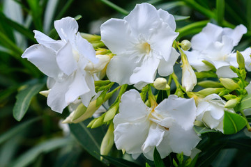 Flowers of oleander ((лат. Nerium) against the sky. Oleander is a great tropical plant.Beautiful floral tropical background or Wallpaper.