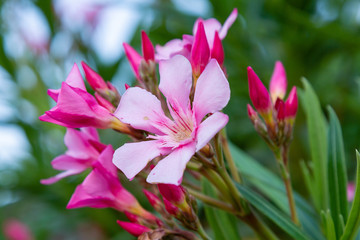 Flowers of oleander ((лат. Nerium) against the sky. Oleander is a great tropical plant.Beautiful...