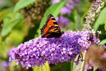 Schmetterling, Kleiner Fuchs, Sommerflieder