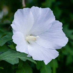 White flower of purple hibiscus (Hibiscus rose sinensis) on green leaves natural background. Karkade tropical garden.