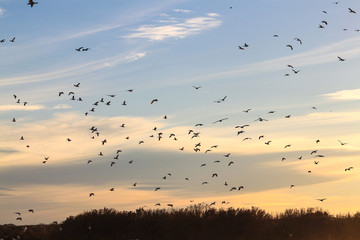 flock of birds flying in blue sky. Bosque del Apache., New Mexico 