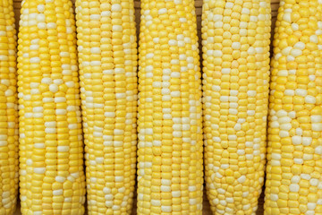golden color maize closeup. natural background with corn