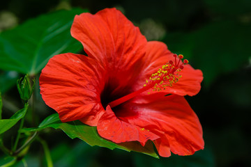 Flower of hibiscus (Hibiscus rose sinensis) on green leaves natural background. Karkade tropical garden.