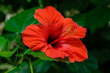 Flower of hibiscus (Hibiscus rose sinensis) on green leaves natural background. Karkade tropical garden.