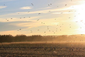 flock of birds flying in the sky. Sunset bosque del Apache, New Mexico 
