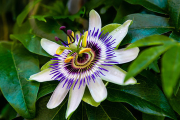 Blue Flower or Passiflora (Passiflora caerulea) leaves in tropical garden. Beautiful passion fruit flower or Passiflora (Passifloraceae). Passiflora is a genus of 550 species. Evergreen tropical vine. - Powered by Adobe