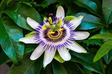 Blue Flower or Passiflora (Passiflora caerulea) leaves in tropical garden. Beautiful passion fruit flower or Passiflora (Passifloraceae). Passiflora is a genus of 550 species. Evergreen tropical vine. - obrazy, fototapety, plakaty