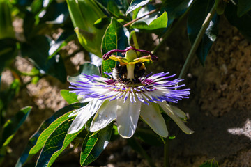 Blue Flower or Passiflora (Passiflora caerulea) leaves in tropical garden. Beautiful passion fruit...