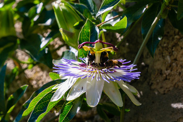 Blue Flower or Passiflora (Passiflora caerulea) leaves in tropical garden. Beautiful passion fruit...