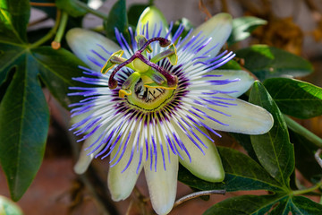 Blue Flower or Passiflora (Passiflora caerulea) leaves in tropical garden. Beautiful passion fruit...