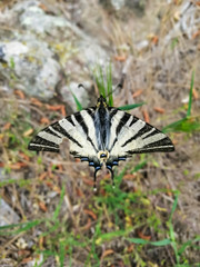 Close-up of black and white butterfly 4