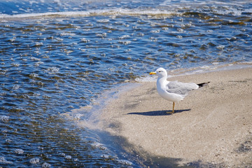 Seascape with a seagull in the sand 2