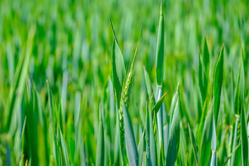 Green wheat Close-up 1