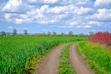 Country road among wheat fields