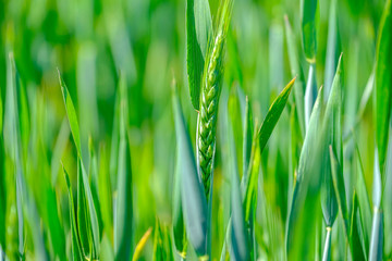 Green wheat Close-up 2