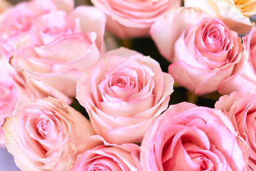 Background image of wonderful beautiful pink roses, plant care. love, date, summer mood.close up cropped photo. inspiration.
