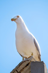 Portrait of angry seagull 1