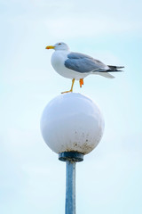 Seagull (Glarus) sitting on one leg on a lantern 2
