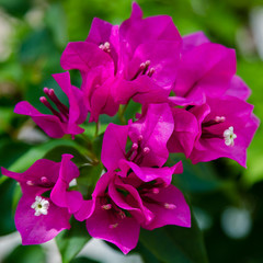 Blooming bougainvillea, лат. Bougainvillea. Purple bougainvillea flowers. Bougainvillea flowers as a background. Floral background