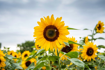 Fototapeta premium Sunflower and a bee collecting honey