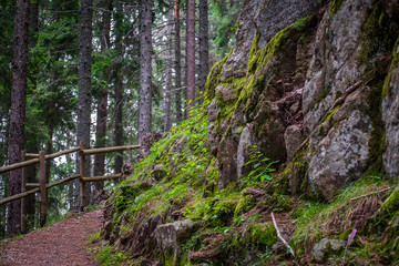 Fototapeta na wymiar Road in the forest with stones covered with moss