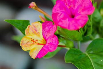 Beautiful purple and yellow flowers of Mirabilis jalapa or The Four o’ Clock in summer garden. Colorful floral background.