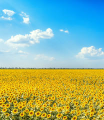 golden agriculture field with sunflowers and blue sky with clouds