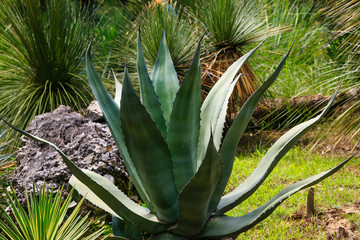 Fototapeta premium Agave in landscape design. Agave in the garden.