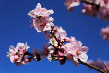 Obraz premium Mandelblüten, Kirschblüten