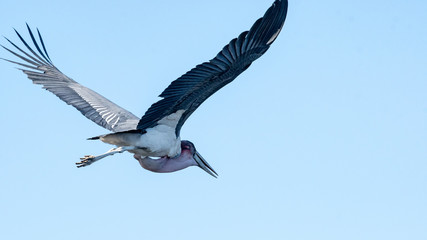 Male marabou in flight