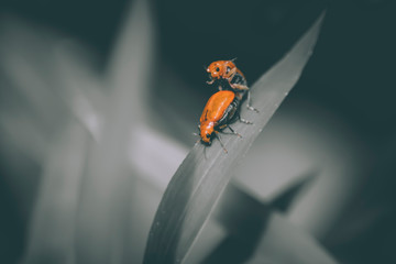 The small ants orange insect, lover ants ,relationship concept idea of love and friendship. Close up photography