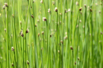 Closeup Schoenoplectus tabernaemontani commonly known as Scirpus validus with blurred background in damp area