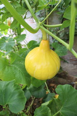 Courge dans un potager