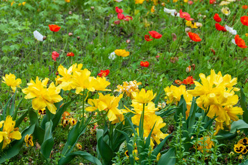 Field of flowers, yellow flowers in the foreground