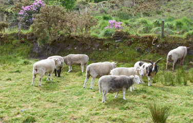 Sheep Herding
