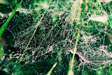 Drops of dew on a spider web on the grass. The texture of the dew closeup.