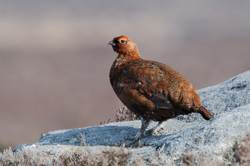 Red Grouse (Lagopus lagopus scotica) on large gritstone boulder