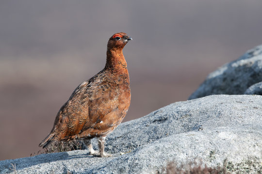 Red Grouse (Lagopus lagopus scotica) on large gritstone boulder