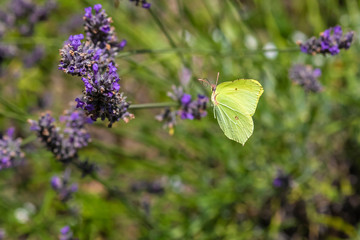 Im Garten tanzt der Schmetterling