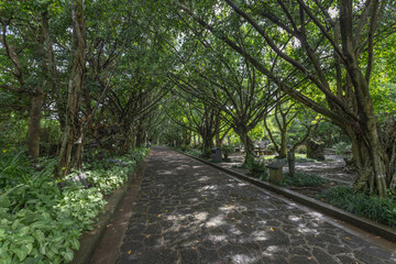 Fototapeta premium road in the forest Ma'an Ridge Volcanic Crater Hainan, China
