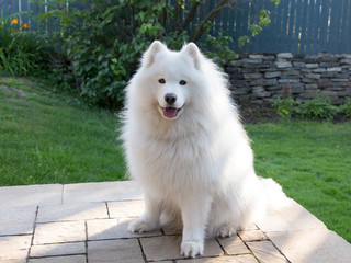 Gorgeous samoyed dog seen sitting on terrace staring mouth open during golden hour summer evening