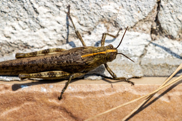 Close-up of a big brown grasshopper on a concrete fence at the village of Krum, Southern Bulgaria, dorsal view