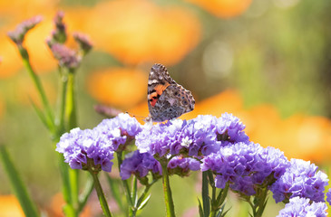 Original wildlife photograph of a Fritillary Butterfly feeding on some purple statis flowers in the garden 