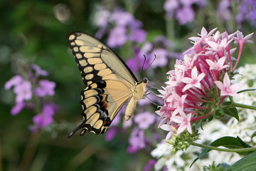 Original wildlife photograph of a large yellow Swallowtail Butterfly feeding from pink Pentas flowers in the garden