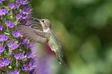 Original photograph of a Annas Hummingbird in flight feeding from Pride of Madeira flowers  - Powered by Adobe