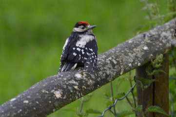 woodpecker